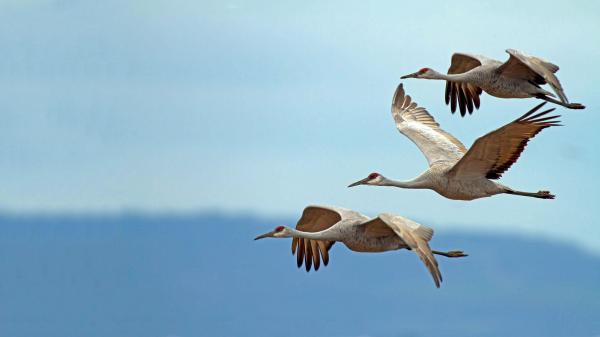 Bird