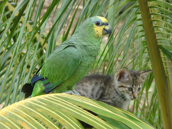 Bird and Cat on Palm Tree