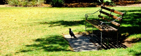 Bird and the Bench