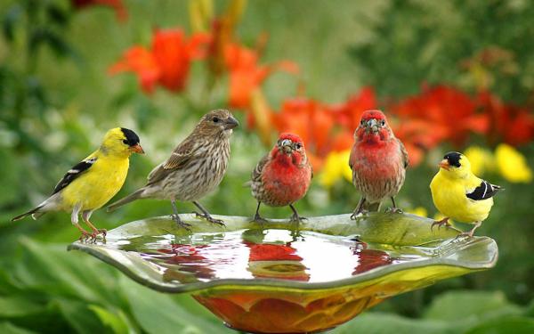 Bird Drinking Water