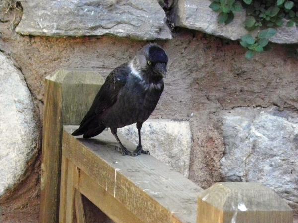 Bird family of Crows