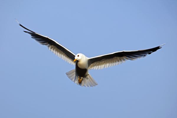 Bird in Flight