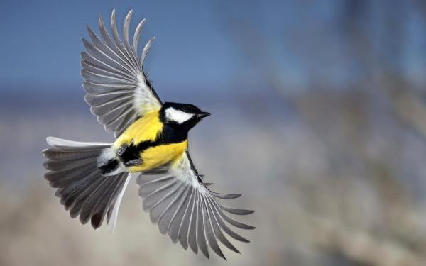 Bird in