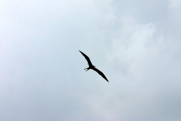 Bird flying