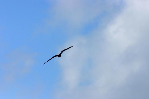 Bird flying