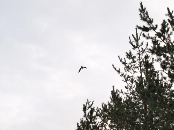 bird flying