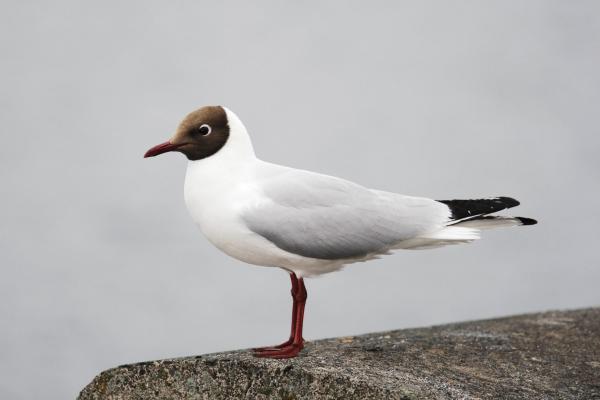 Black-headed Gull