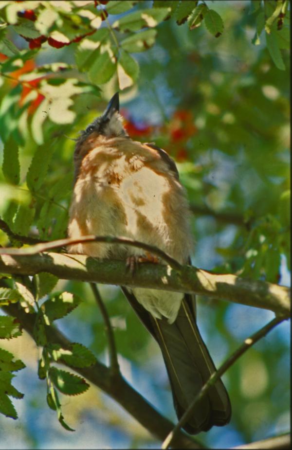 Bird in a tree