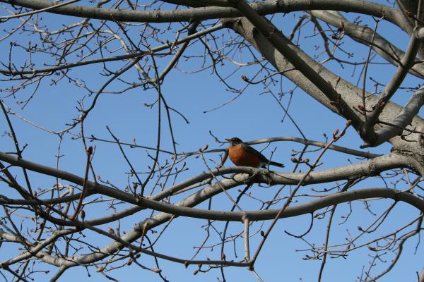 Bird in a tree