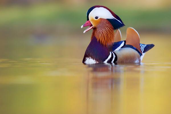 Bird in the Lake