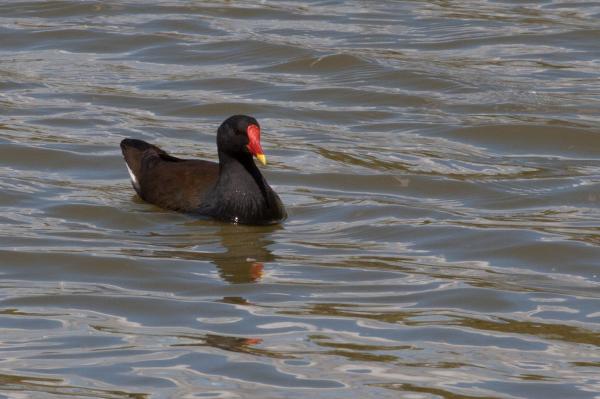 Bird in the Water