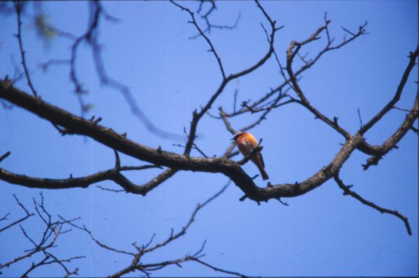 Bird in tree