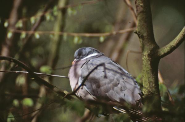Bird in tree