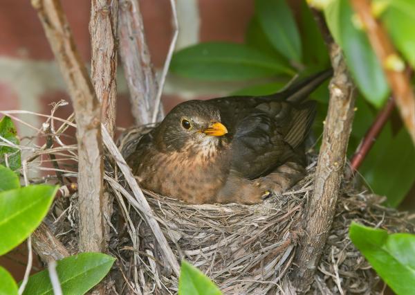 Birds and nest