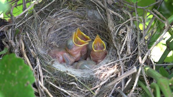 Hungry Little Bird