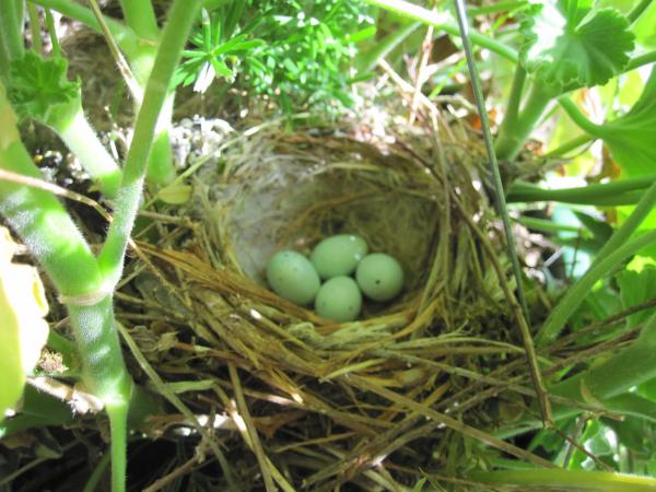 Nest with eggs