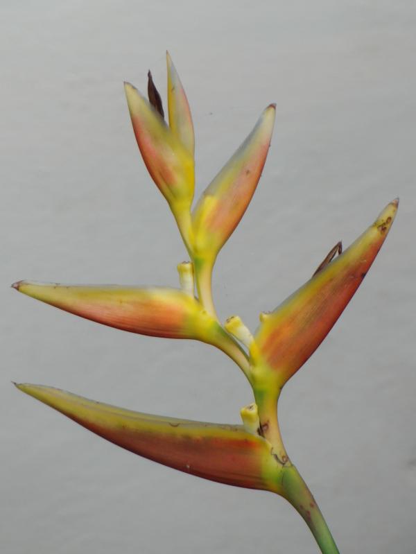 Bird of paradise flowers