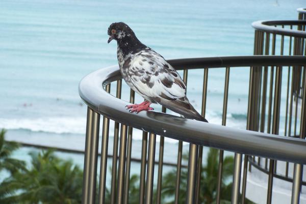 Bird on a rail