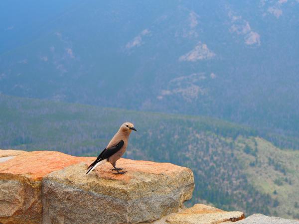 Bird on ledge