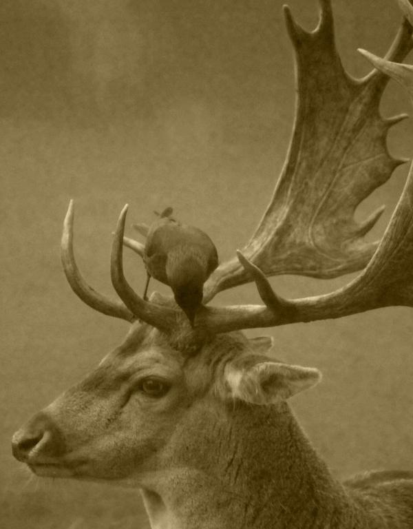Bird on the Deer
