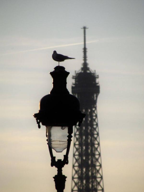 Bird on the Lantern