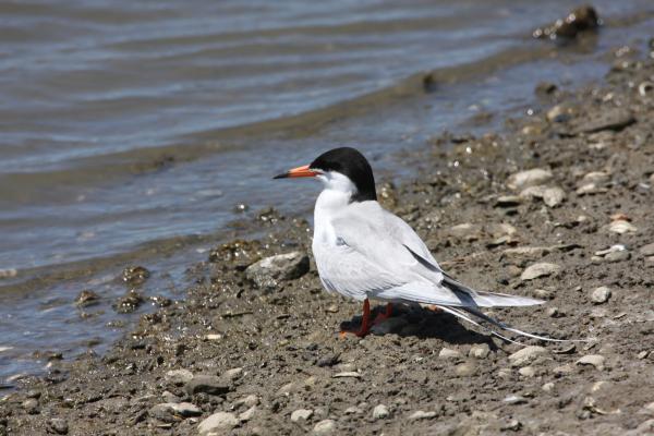 Bird on the Shore