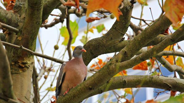 Bird on the Tree