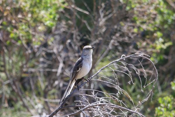 Bird on the Tree