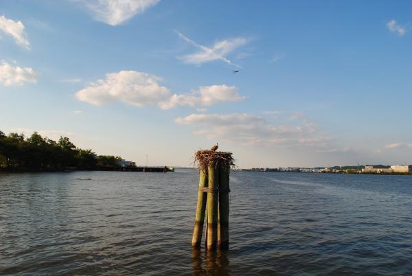 Bird on the Wood