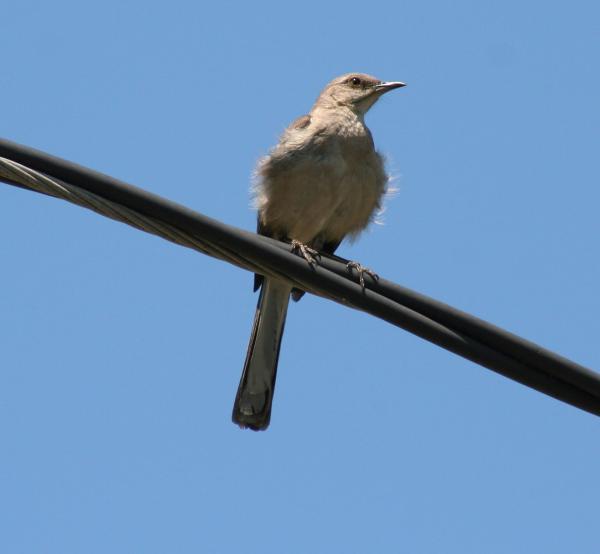 Bird On Wire