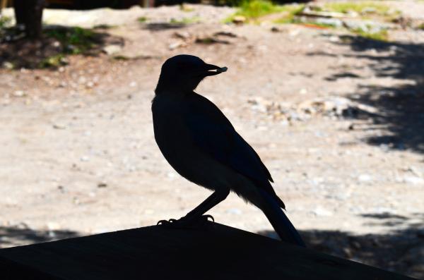 Bird picking a seed