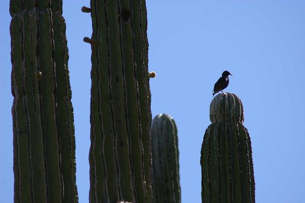 Bird sitting on cactus