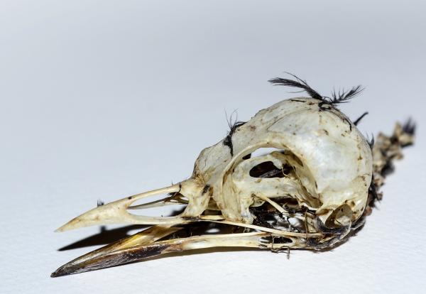 Bird skull