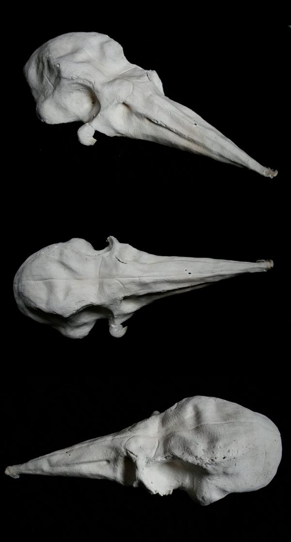 Bird skull