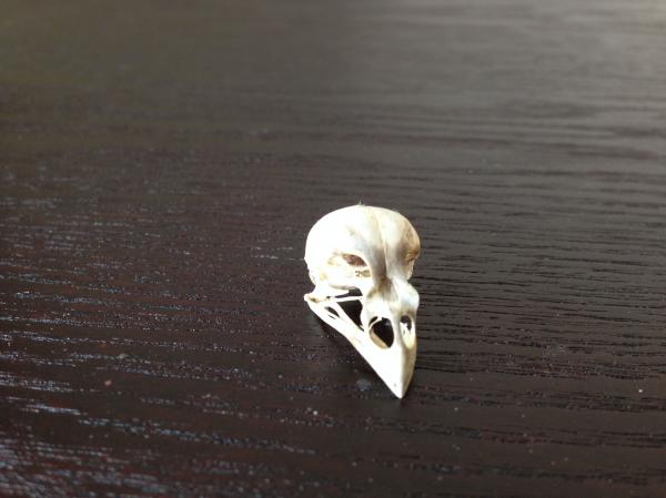 Bird skull