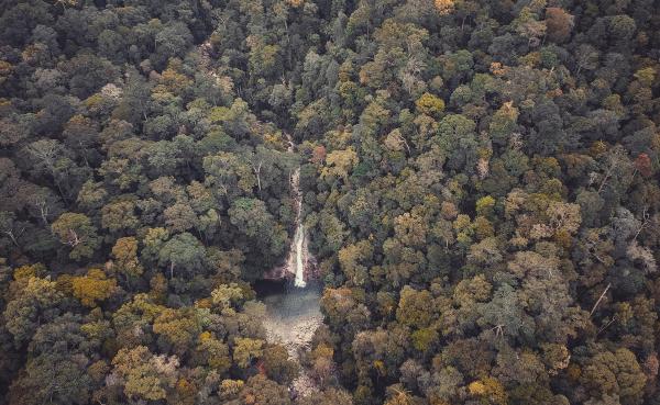 Bird's Eye View of Waterfall in Dense Forest