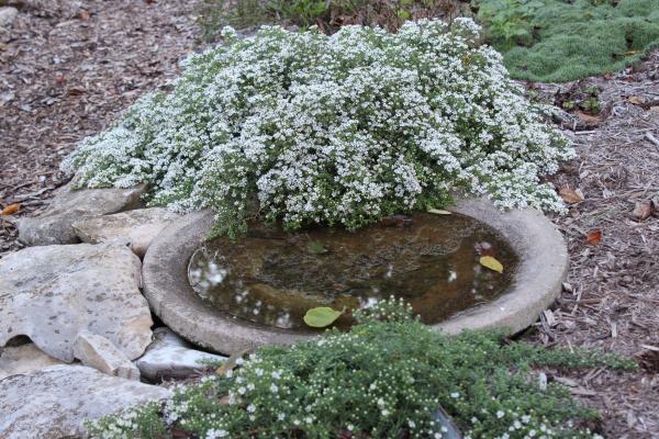 Birdbath on Ground