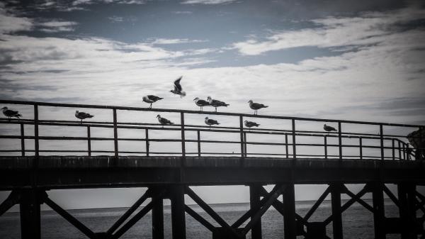 Birds