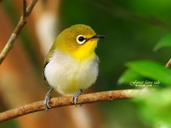 Birds