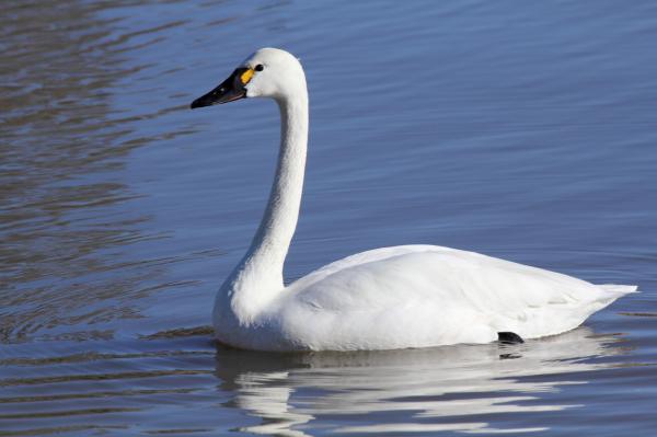 Swans
