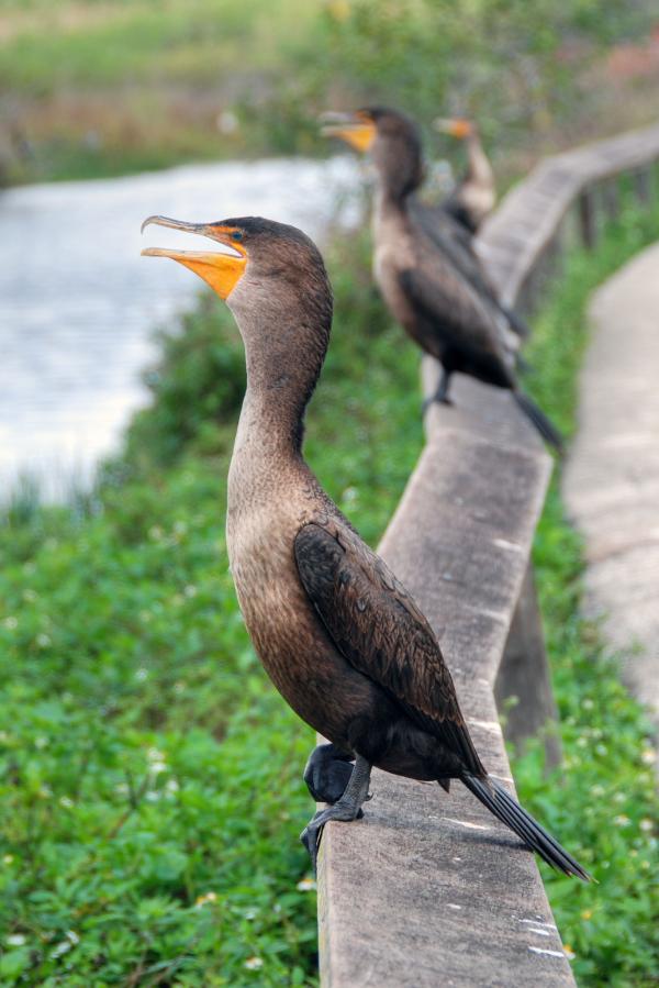 Birds asking for food