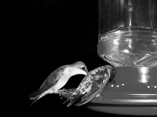 Birds black and white