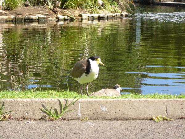 Birds by the lake