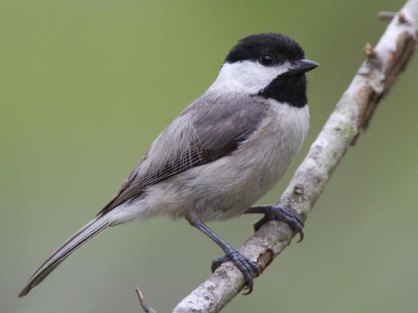 Birds, Carolina Chickadee