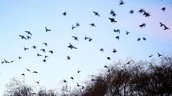 Flying Birds