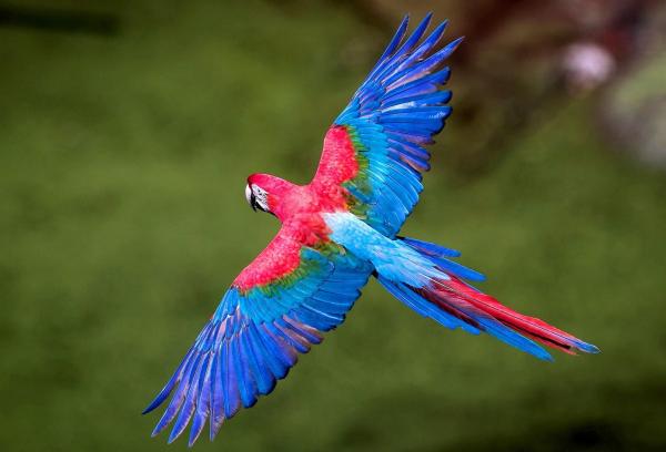 Flying Bird