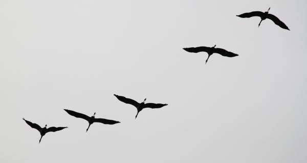 Birds Flying