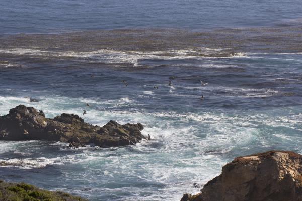 Birds flying (Big Sur)