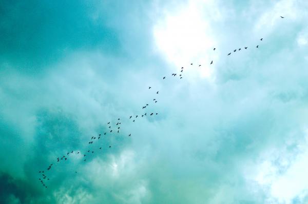 Birds In The Sky