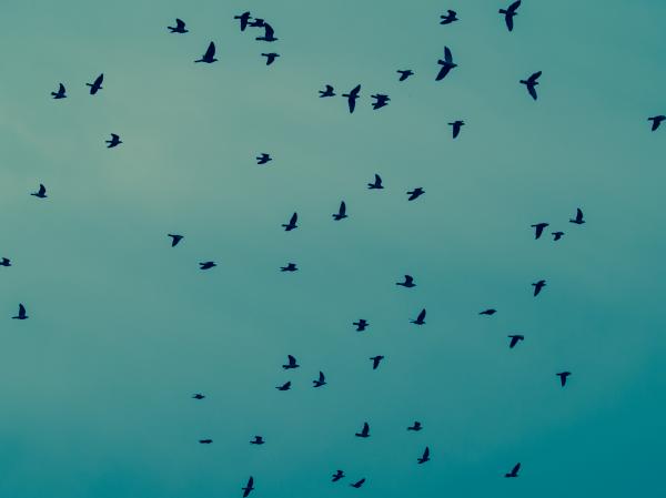 Birds in the sky